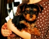 Excellent-tecup-yorkie-puppies-available-for-free-adoption