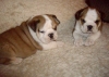 Fawn-and-White-English-Bull-Dog-Puppies-Available